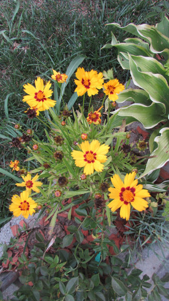  - A A Flori de gradina 2