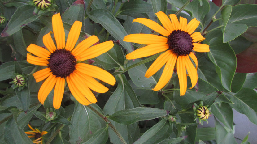  - A A Flori de gradina 2