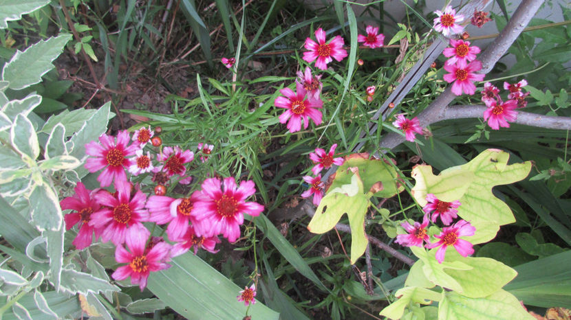  - A A Flori de gradina 2