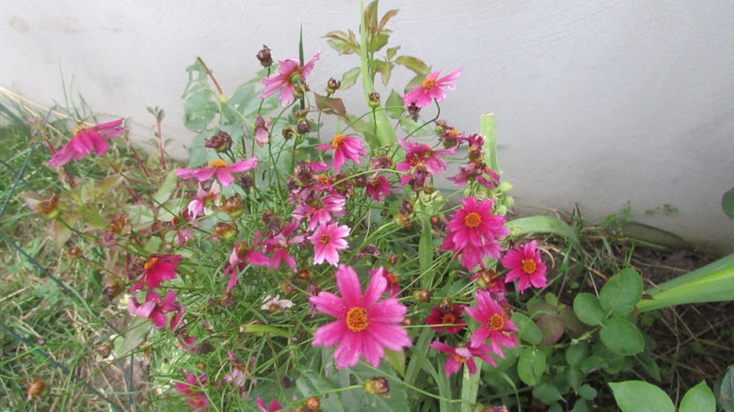  - A A Flori de gradina 2