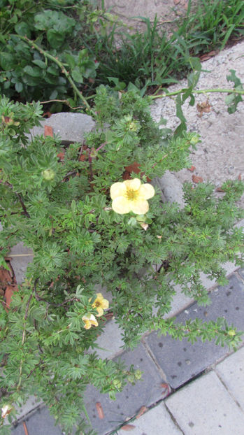  - A A Flori de gradina 2