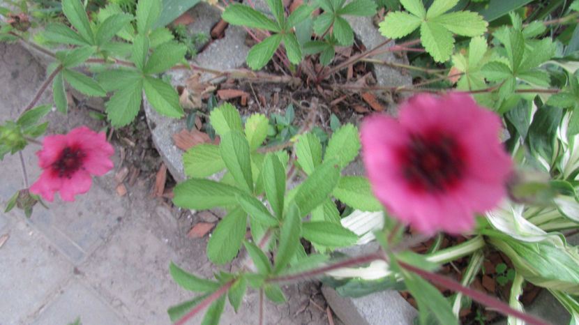  - A A Flori de gradina 2