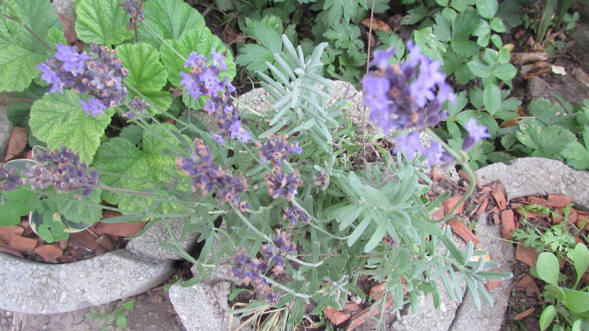  - A A Flori de gradina 2