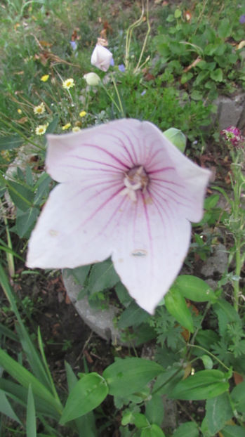  - A A Flori de gradina 2