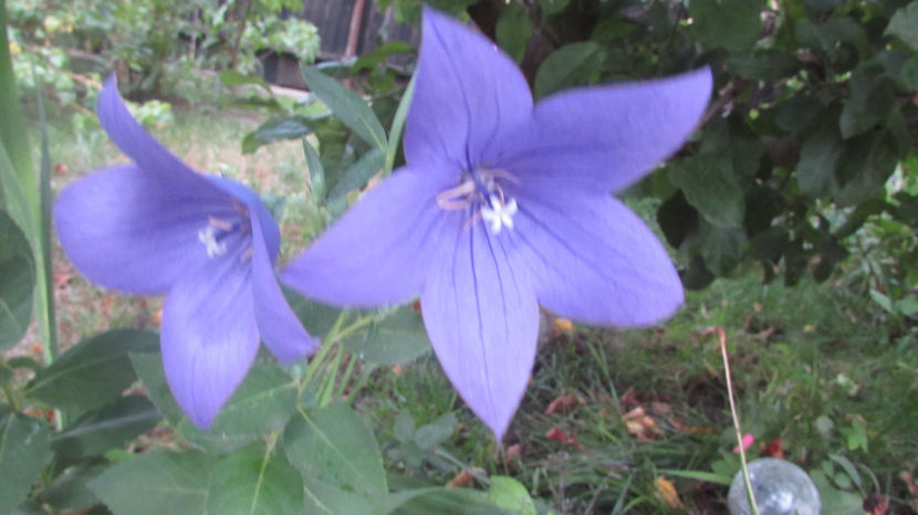  - A A Flori de gradina 2