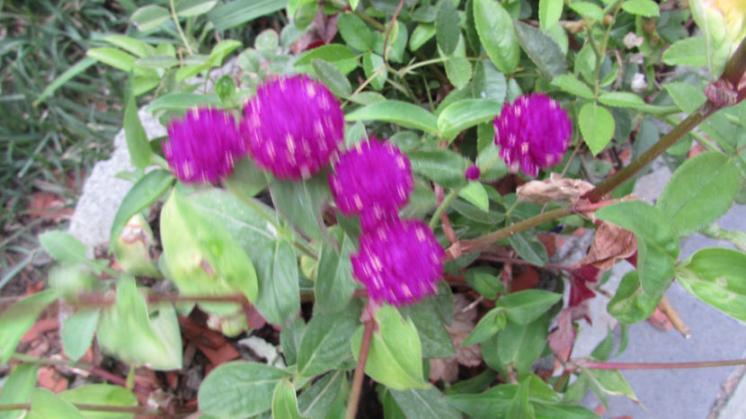  - A A Flori de gradina 2