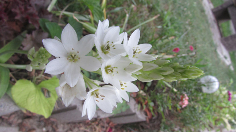  - A A Flori de gradina 2