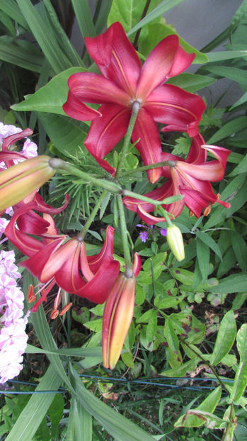  - A A Flori de gradina 2