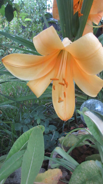  - A A Flori de gradina 2