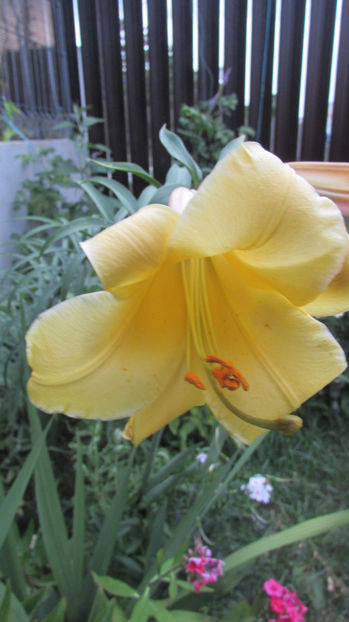  - A A Flori de gradina 2