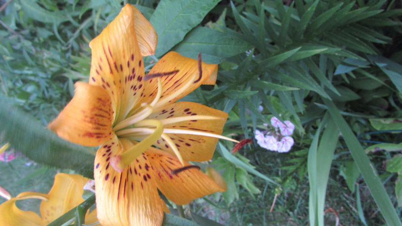  - A A Flori de gradina 2