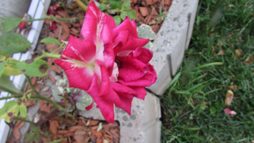  - A A Flori de gradina 2