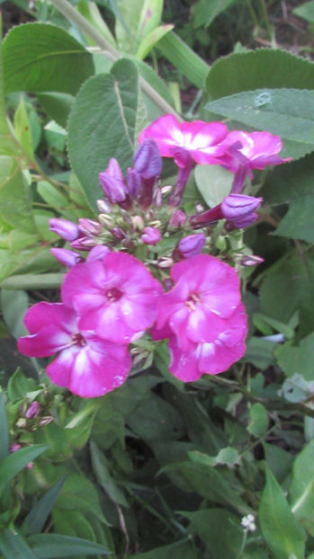  - A A Flori de gradina 2