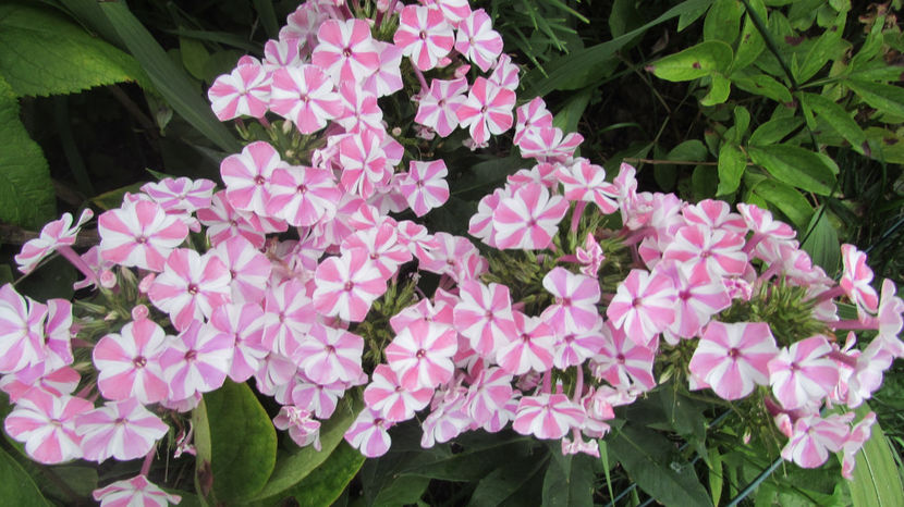  - A A Flori de gradina 3