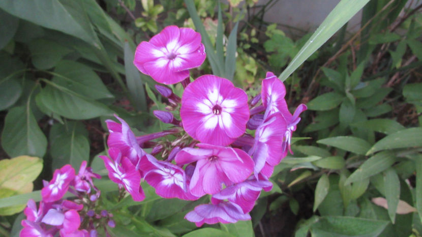  - A A Flori de gradina 3