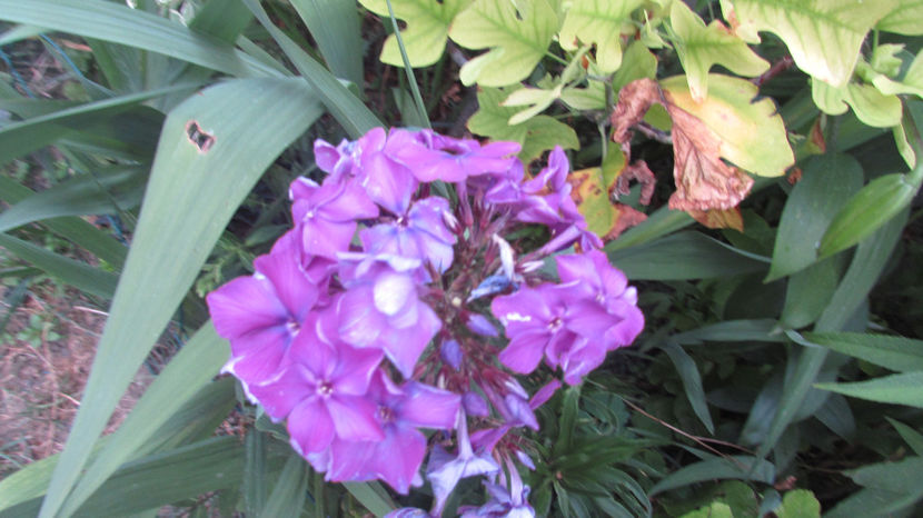  - A A Flori de gradina 3