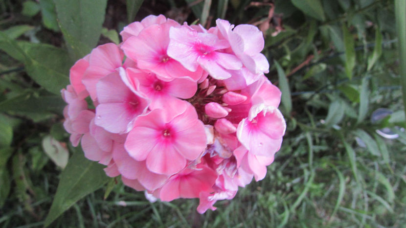  - A A Flori de gradina 3