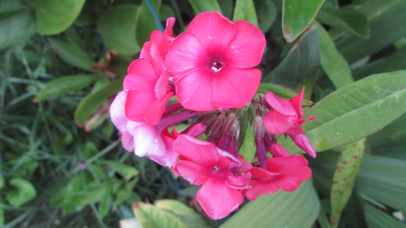  - A A Flori de gradina 3