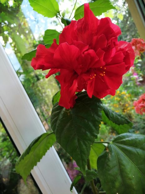  - Balsam pentru suflet