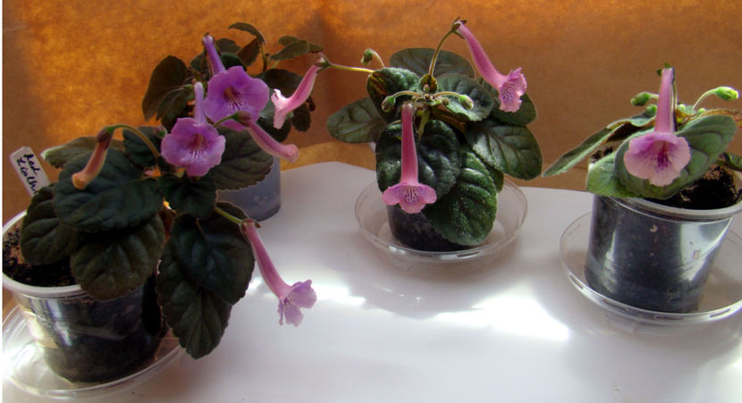 grup minisinningia - Minisinningii in grup