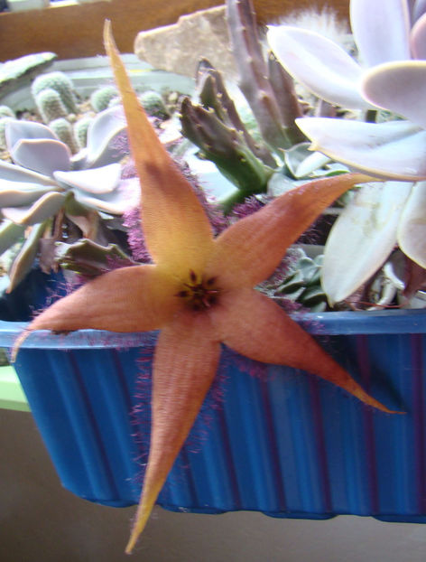 Stapelia schinzii var. angolensis - 2019