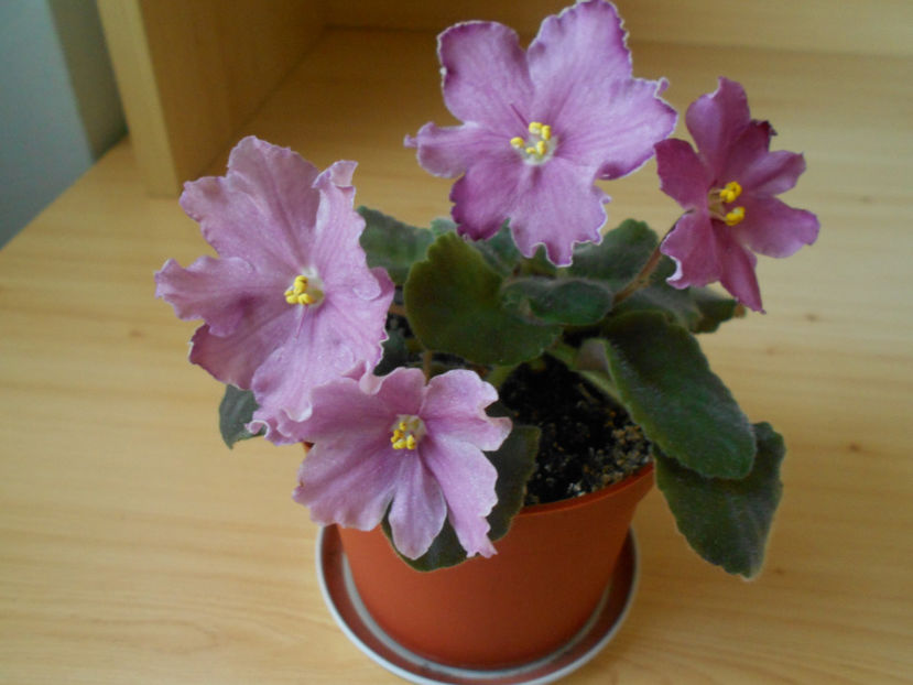 RS Barbie - 02___VIOLETE AFRICANE