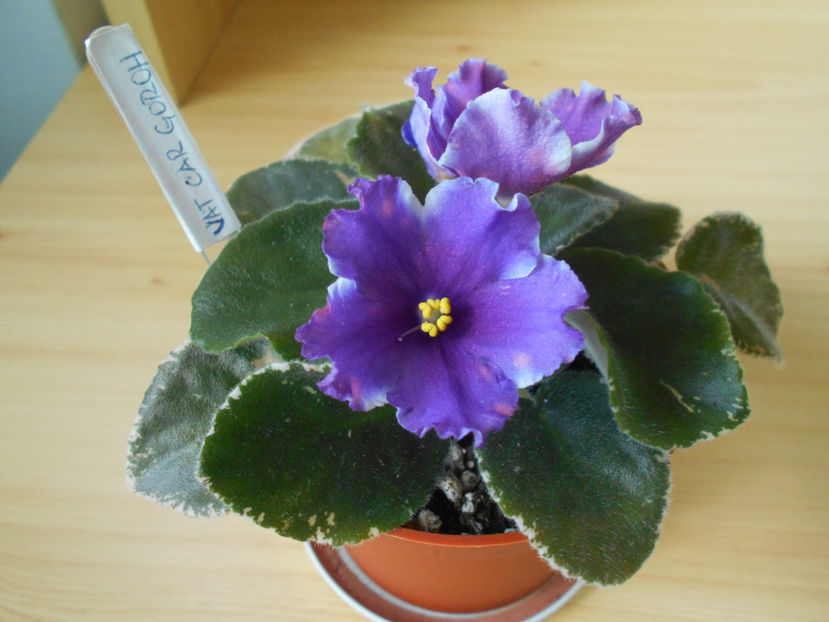 Vat Car Goroh - 05___FLORI 2019