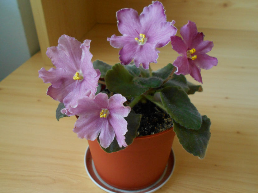 RS Barbie - 05___FLORI 2019