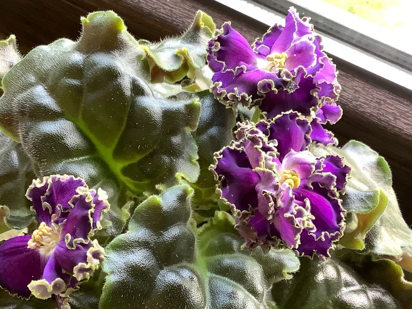  - Cajun s Royal Knockout