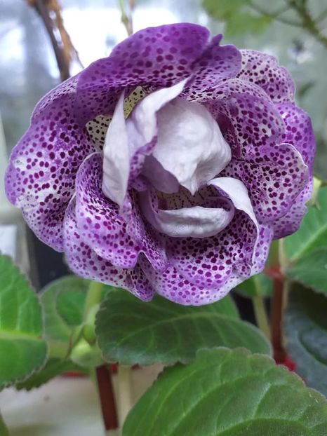 Koketa Blue - Gloxinii 2019