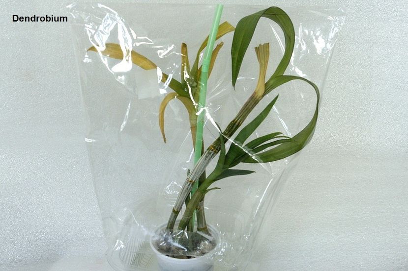 08.07.19 - 1 Transplant dendrobium