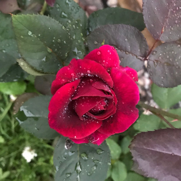  - Jurnalul gradinii 2019