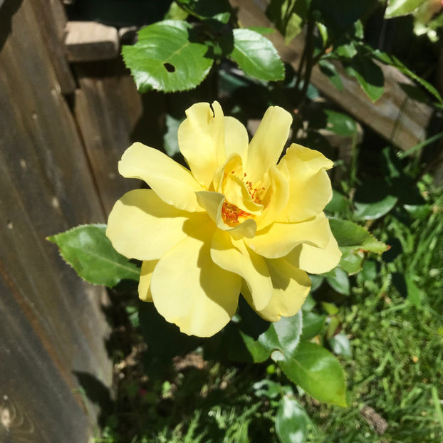  - Jurnalul gradinii 2019