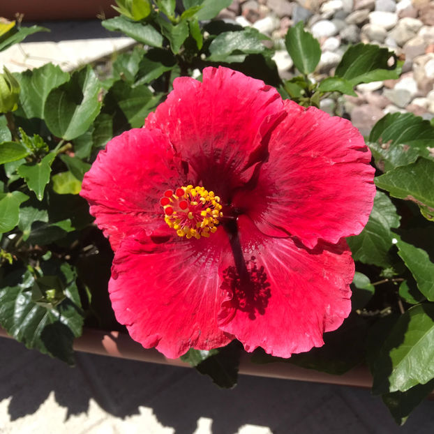  - Jurnalul gradinii 2019