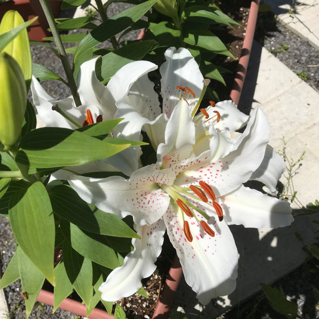  - Jurnalul gradinii 2019