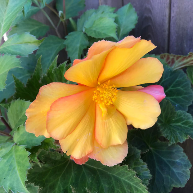  - Jurnalul gradinii 2019