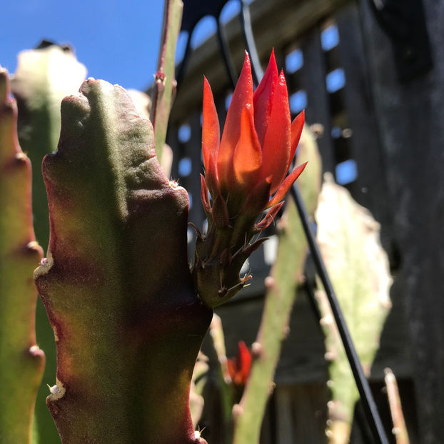  - Jurnalul gradinii 2019