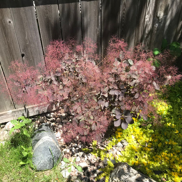  - Jurnalul gradinii 2019