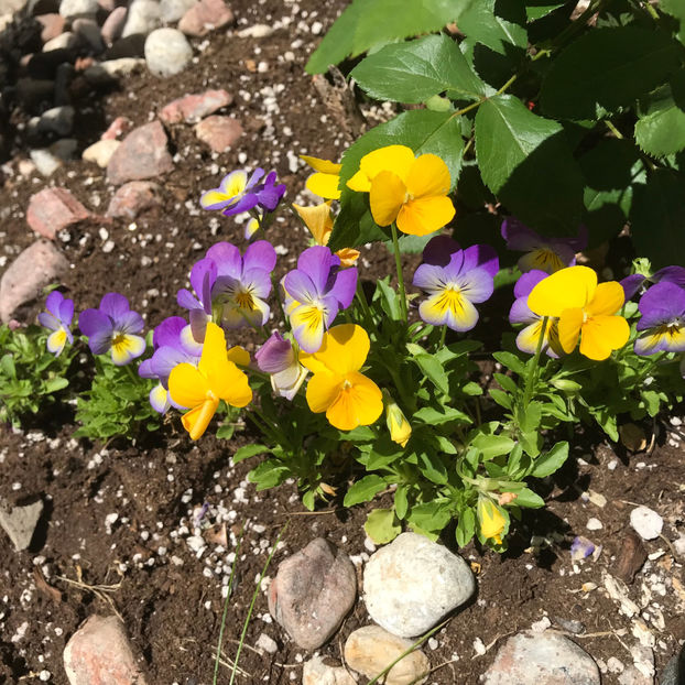  - Jurnalul gradinii 2019