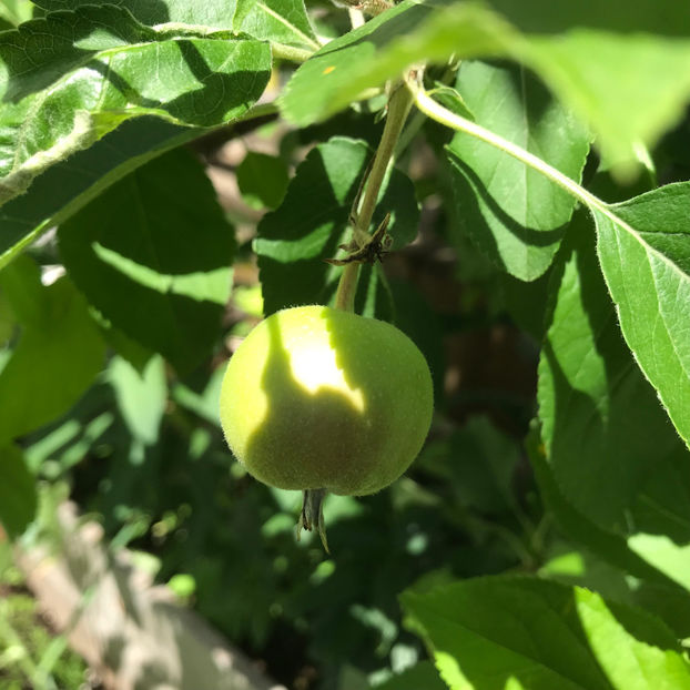  - Jurnalul gradinii 2019