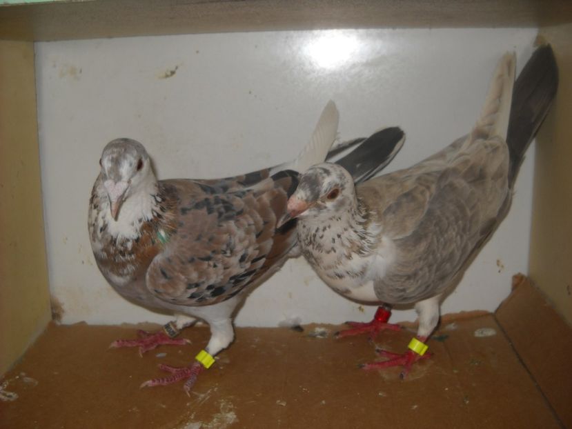  - UNDEVA IN SUCEAVA arhiva