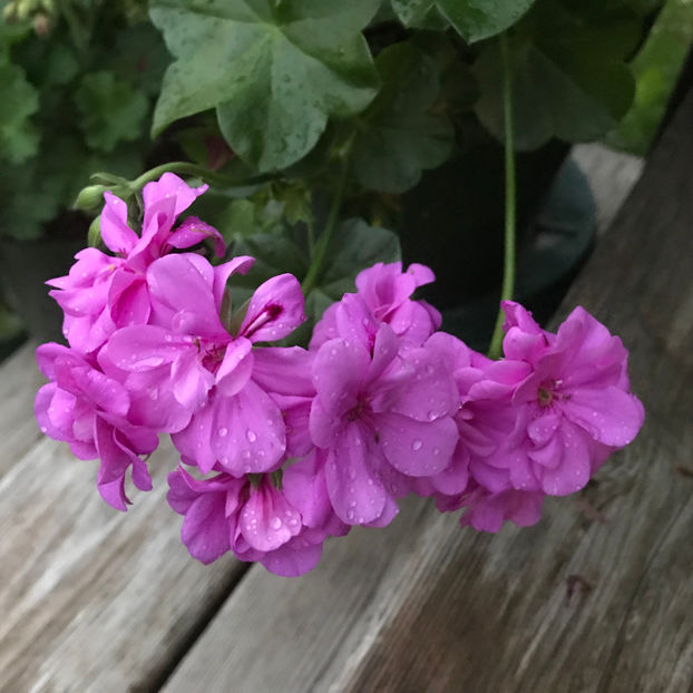  - Jurnalul gradinii 2019