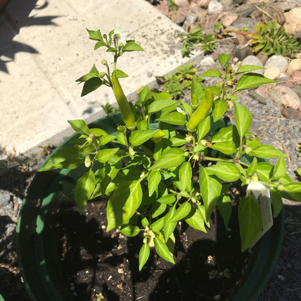  - Jurnalul gradinii 2019