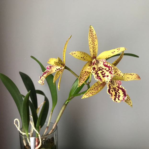  - Plante de interior 2019