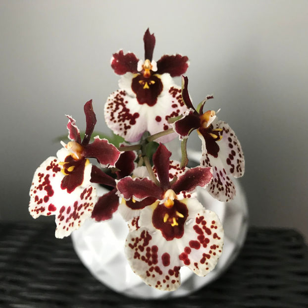  - Plante de interior 2019