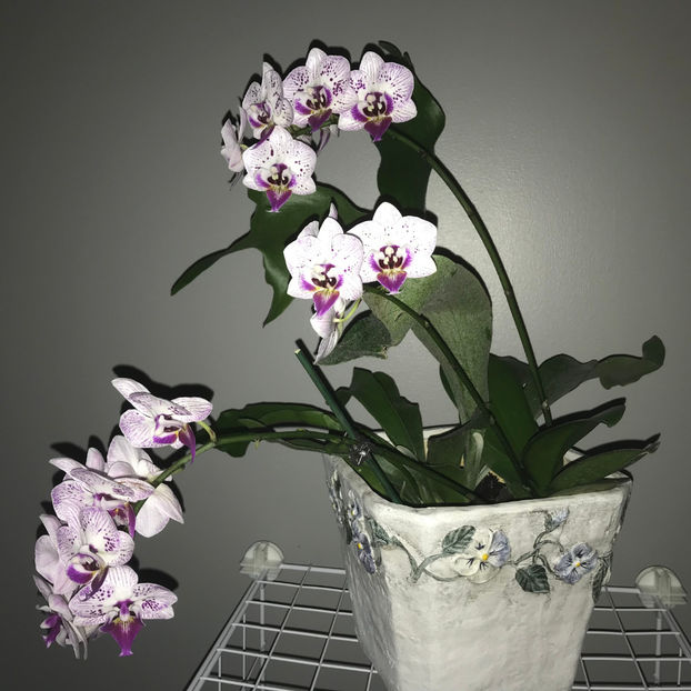  - Plante de interior 2019