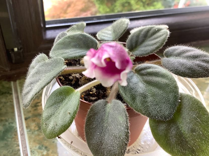  - Alan s White Feather sport