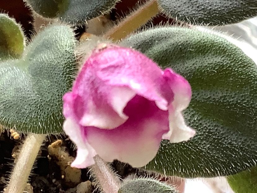  - Alan s White Feather sport