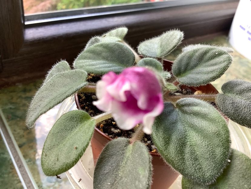  - Alan s White Feather sport