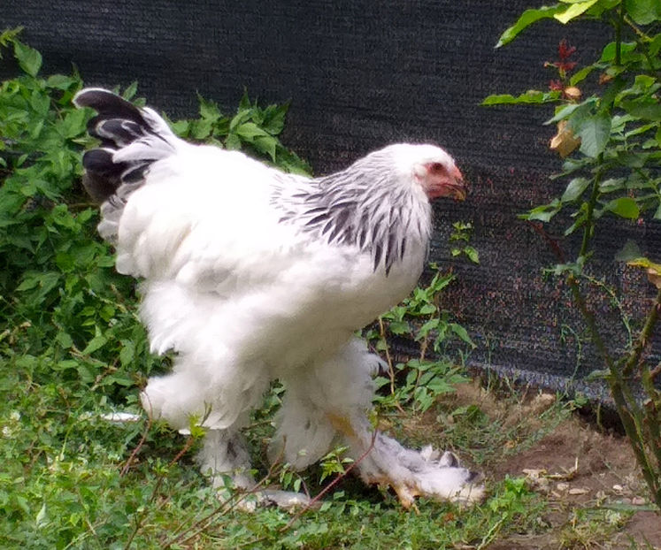  - VIITOR SPERANTE PTR 2020